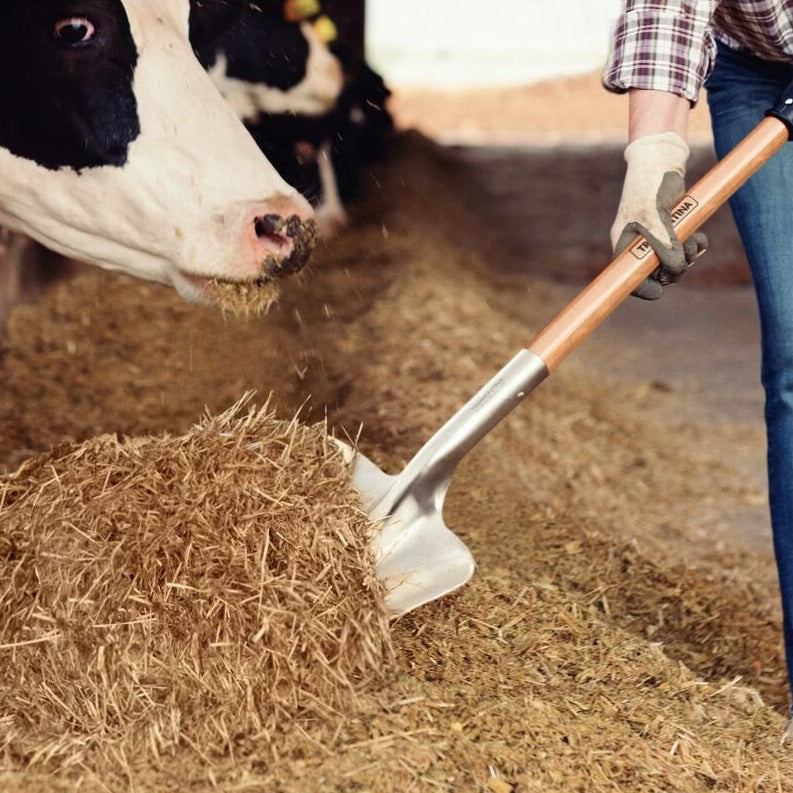 A person wearing gloves and jeans uses a Tramontina scoop shovel to move hay or manure in a barn, with a black-and-white cow visible on the left.