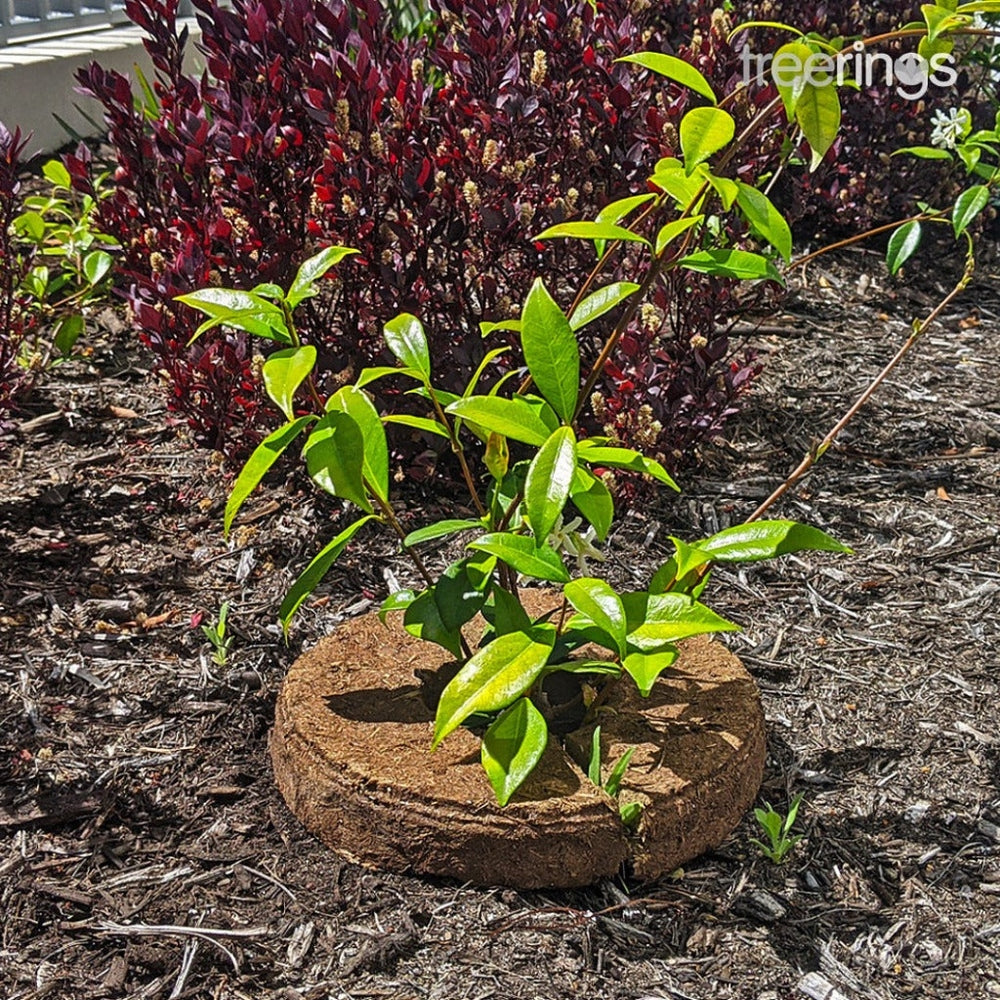 Treering Shown Around Base of Plant, Urban Revolution.