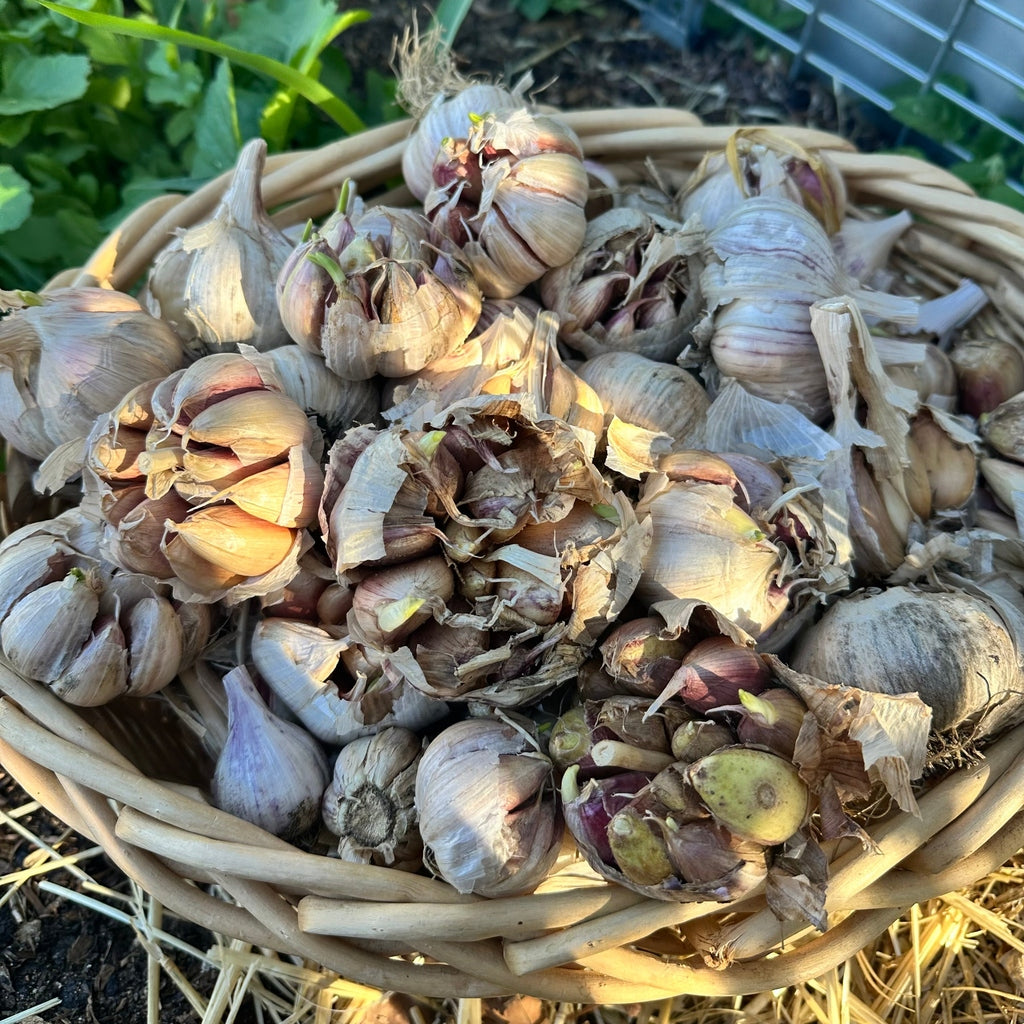 Spray Free Purple Stripe Seed Garlic - Denmark WA Grown