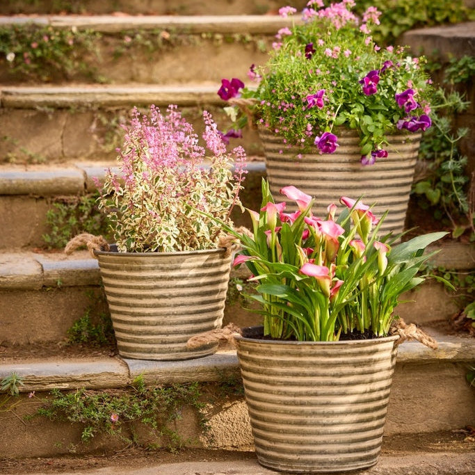 Decorative Pots with Flowers on Stone Steps.