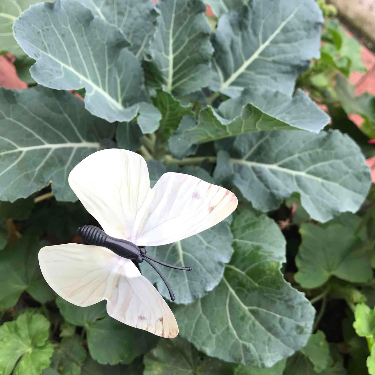 Cabbage White Butterfly or Cabbage Moth Decoys