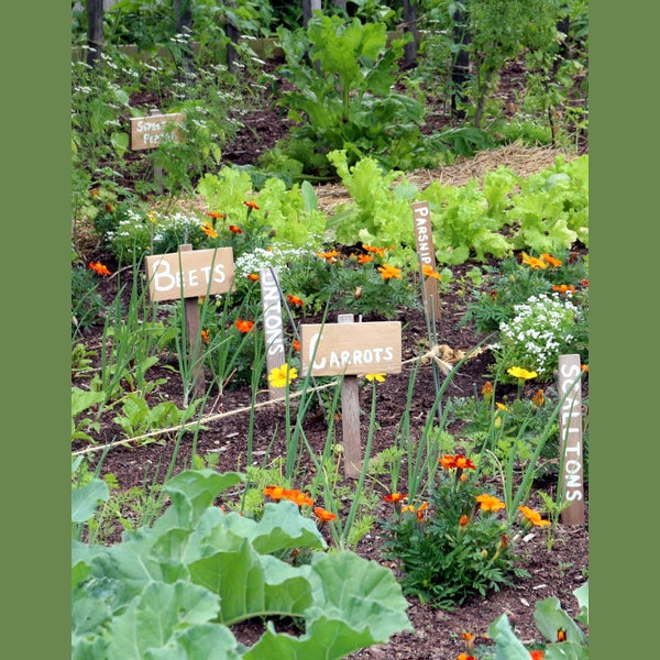 Companion Planting In The Garden, Urban Revolution.