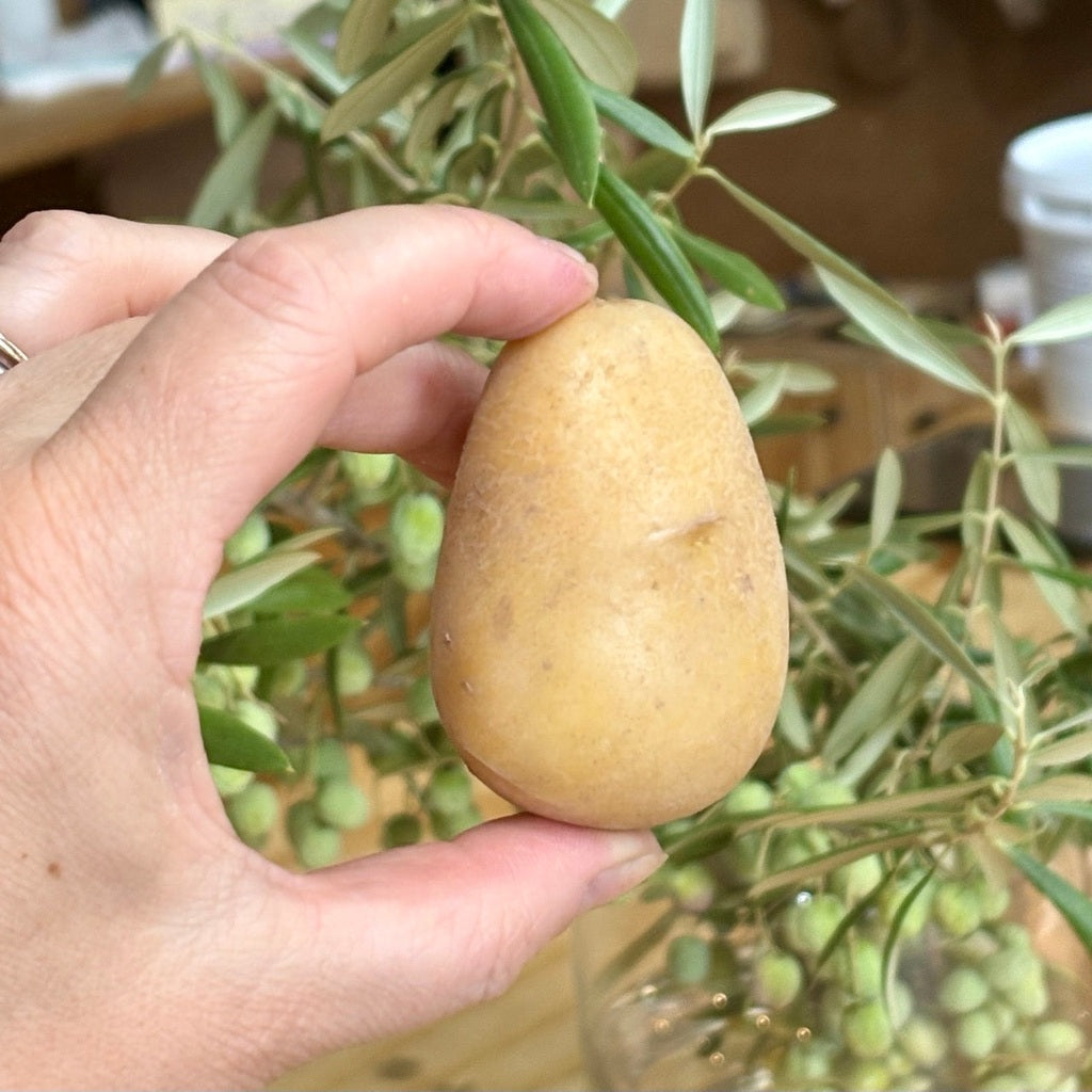 Hand holding a dutch cream potato with green plants in the background
