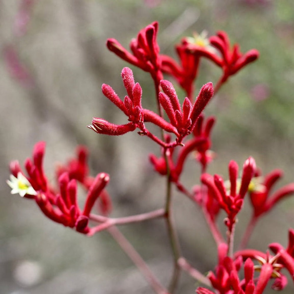 Urban Greens Australian Native Grow Kit - Kangaroo Paws