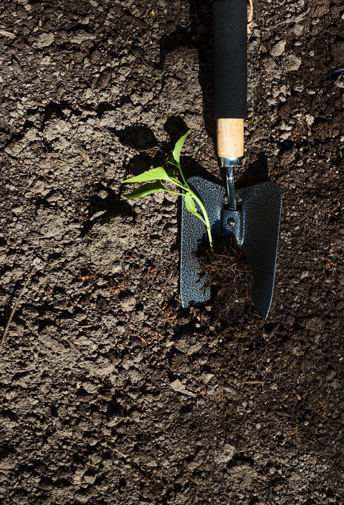 Soil Dynamics "Happy Gut Tonic" Seaweed Fertiliser