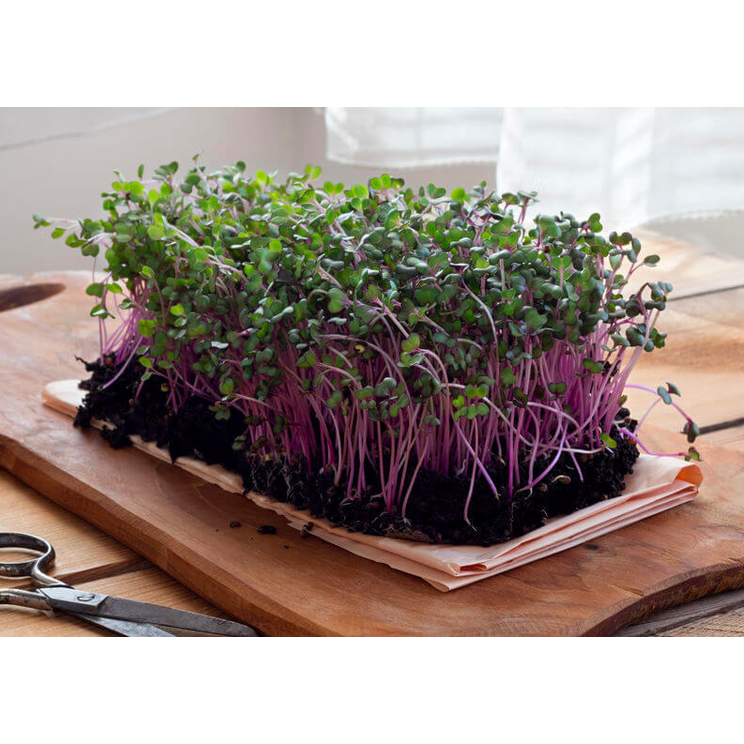 Micro Herbs Window Sill Grow Kit, from Urban Greens
