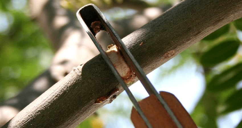 Ryset Tree Sealant