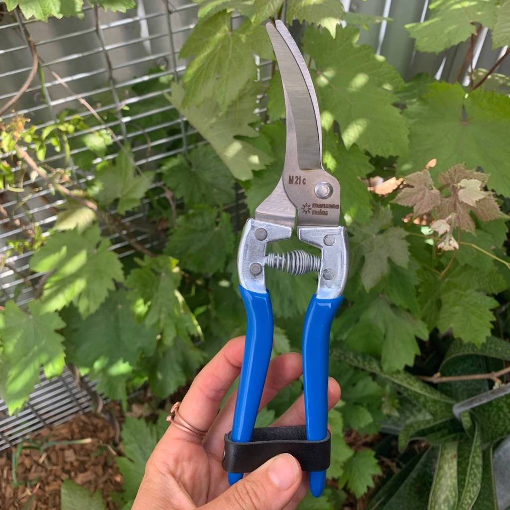 Blue handled secateurs with curved steel blades which show the logo Manzana Nules M21c.