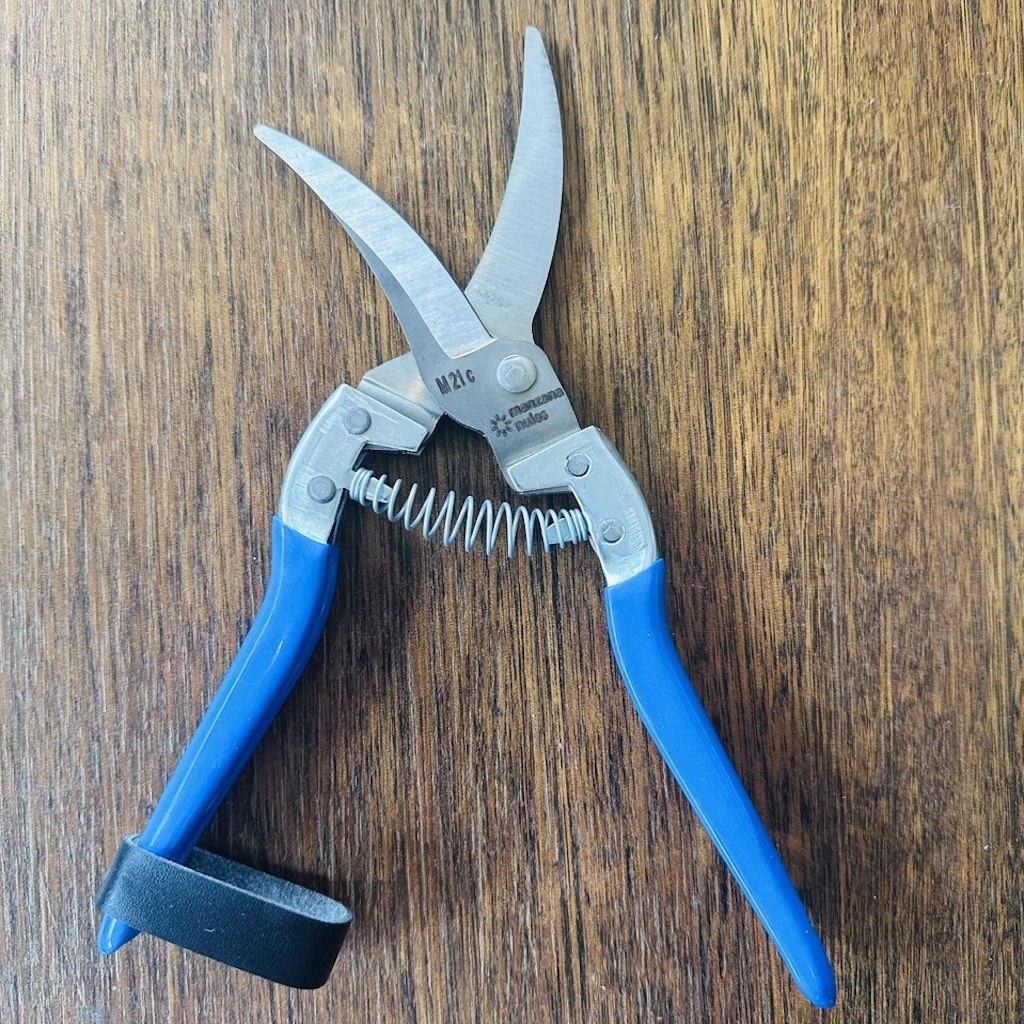 Steel garlic harvesting shears with blue, non-slip handles and leather tie.