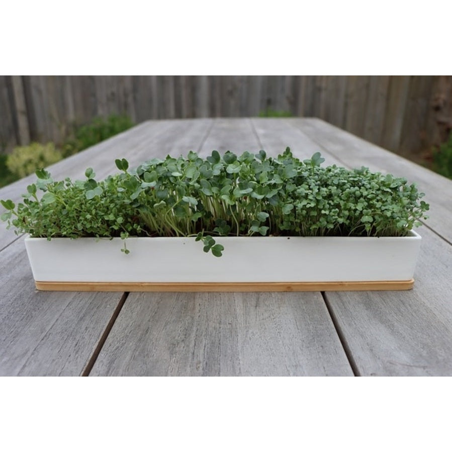 Micro Herbs Window Sill Grow Kit, from Urban Greens