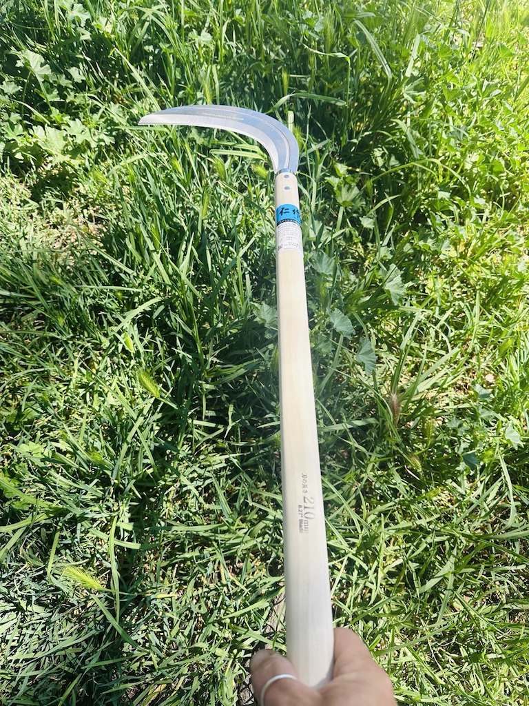 Person holding a long handled grass scythe with wooden handle and curved stainless steel blade.