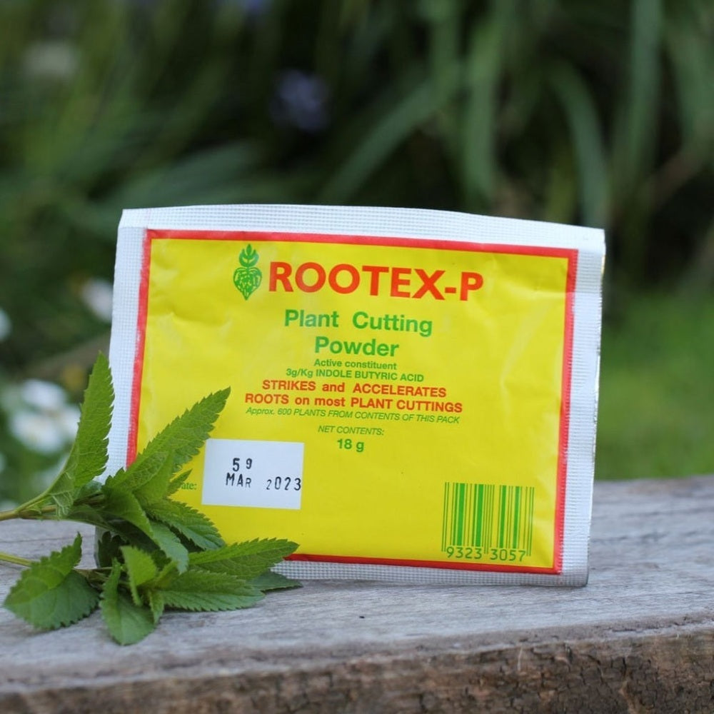 Rootex-P plant cutting powder packet with green leaves on a wooden surface