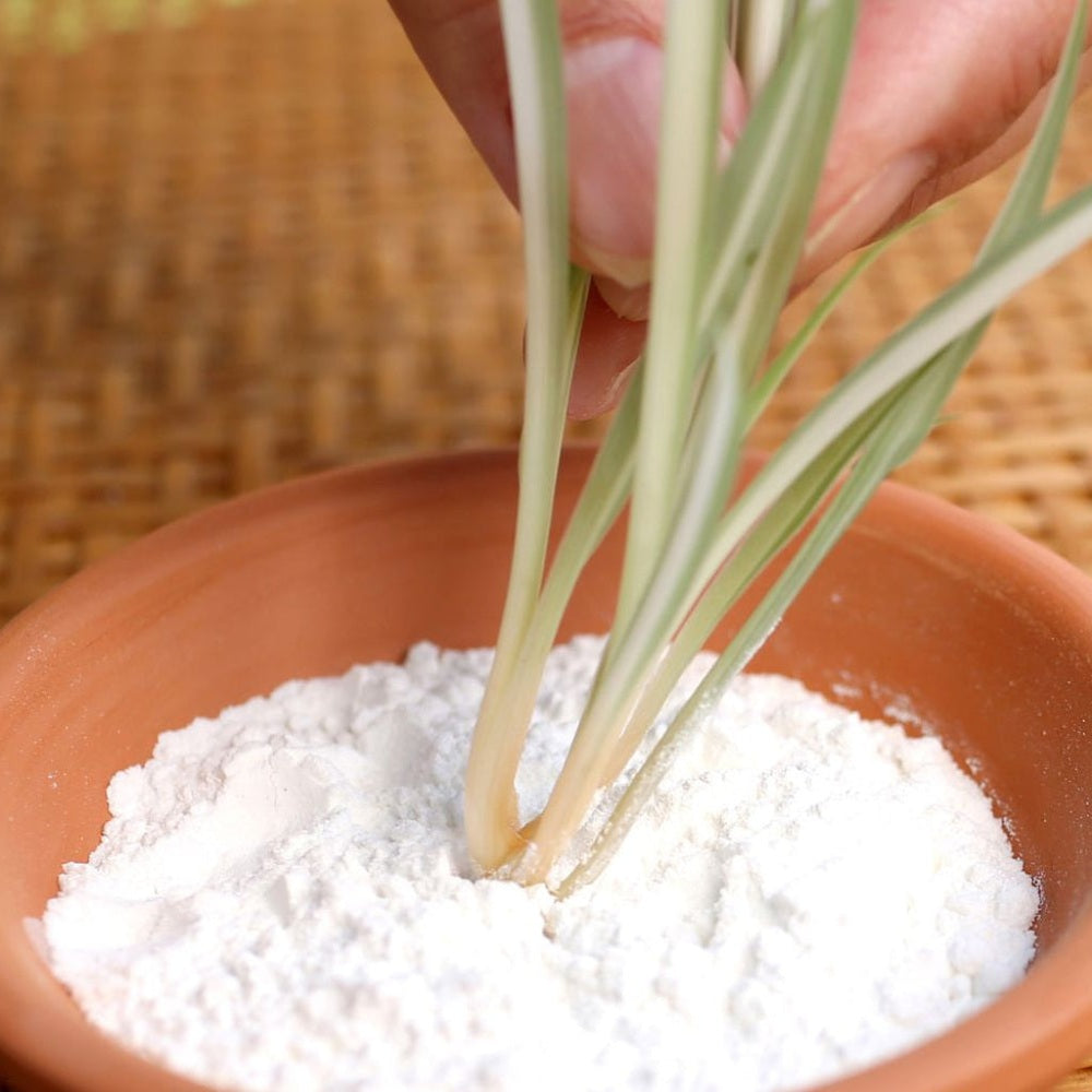Small plant being dipped into a bowl of white powder on a woven surface