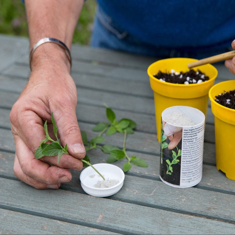 Person planting small plants in a container on a wooden surface