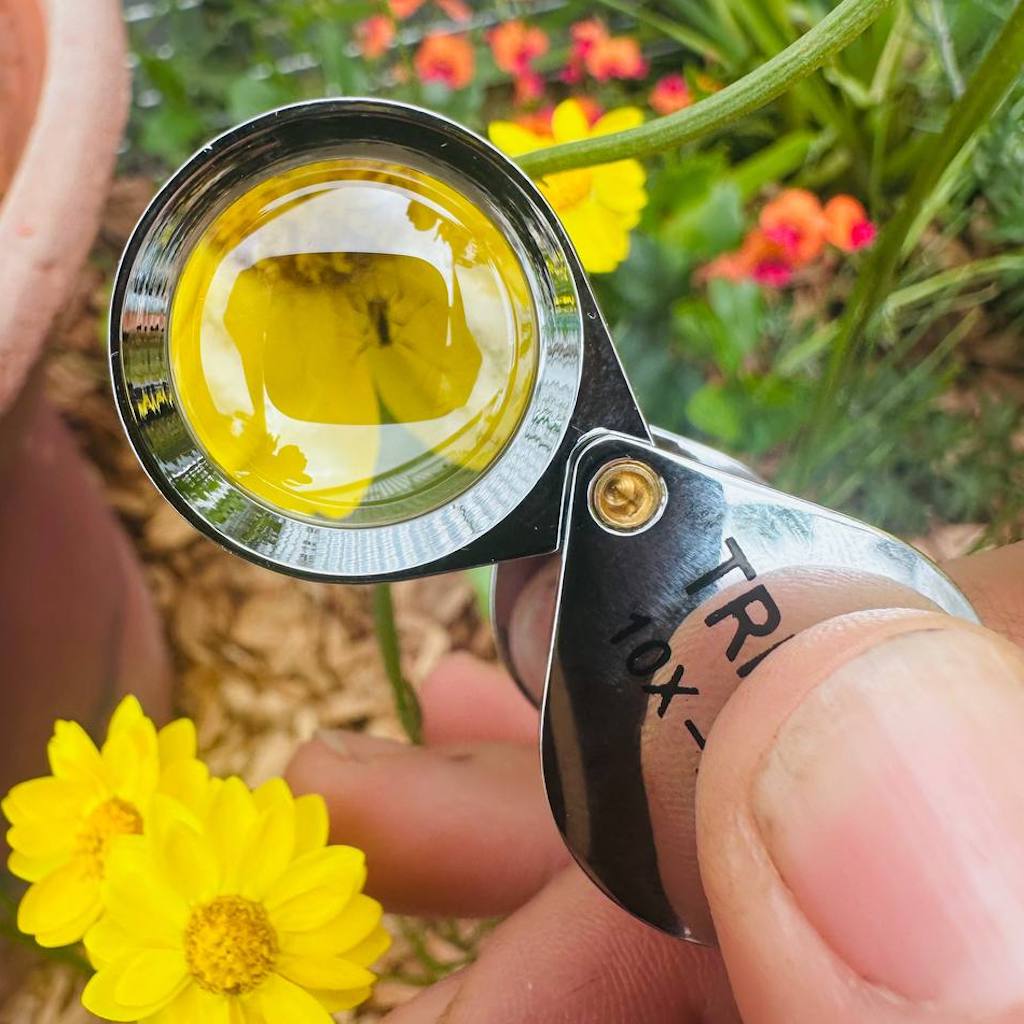 A folding hand lens made from chrome-plated metal magnifying an insect on a yellow flower.