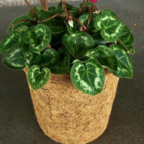 3.7 Litre Coir Pot with Plant by Hort With Heart