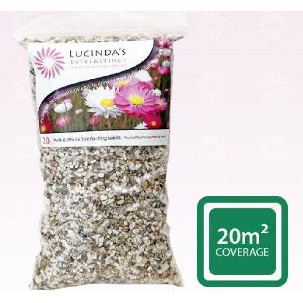 A 20 Gram Pack of Lucinda&#39;s Everlastings Wildflower Seeds