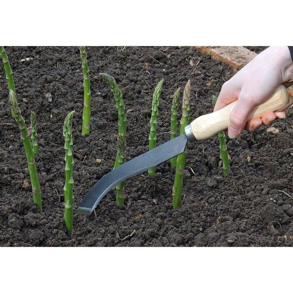 Burgon &amp; Ball Asparagus Knife
