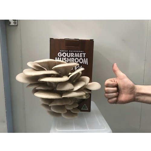 Tan Oyster Mushroom Grow Kit being given the thumbs up