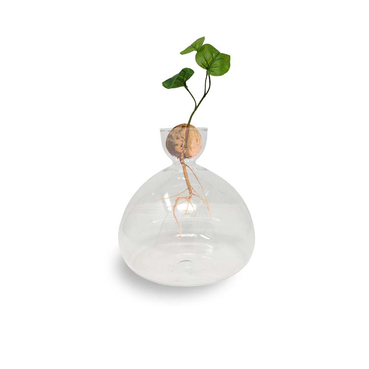 Glass Vase for Avocado Propagation from Seed - Alfresco Gardenware