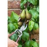 Wooden Handled Secateurs from the National Trust Collection by Burgon &amp; Ball, In Use.