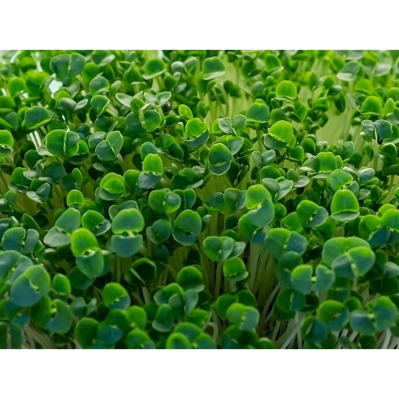 Microgreen/Sprouting Seeds, 100g - Basil - Urban Revolution