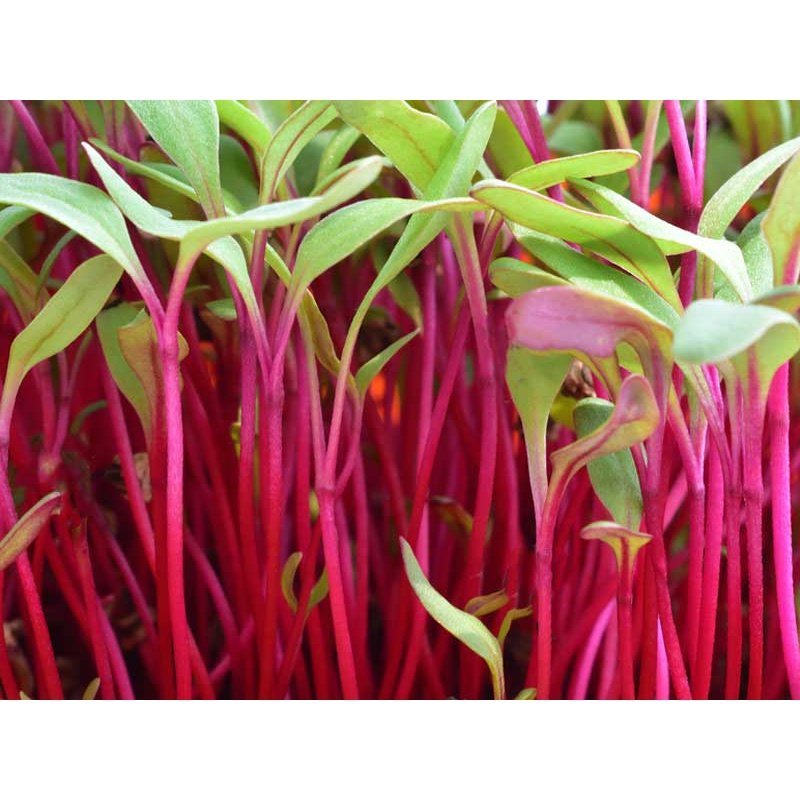 Microgreen/Sprouting Seeds, 50g - Beetroot - Urban Revolution