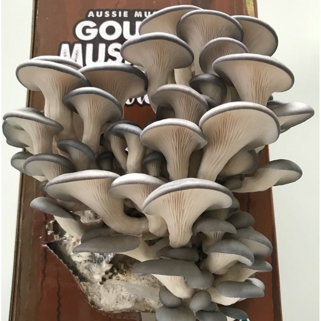 Aussie Gourmet Mushroom Grow Kit featuring Blue Oyster Mushrooms