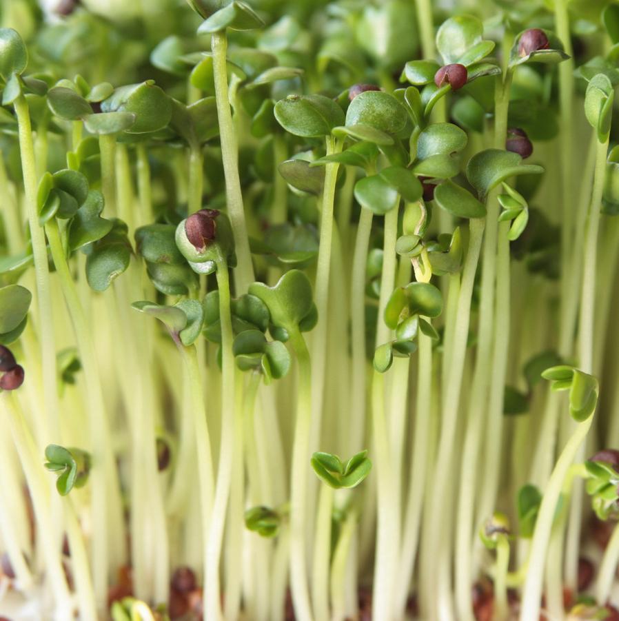 Microgreen/Sprouting Seeds, 100g - Broccoli - Urban Revolution