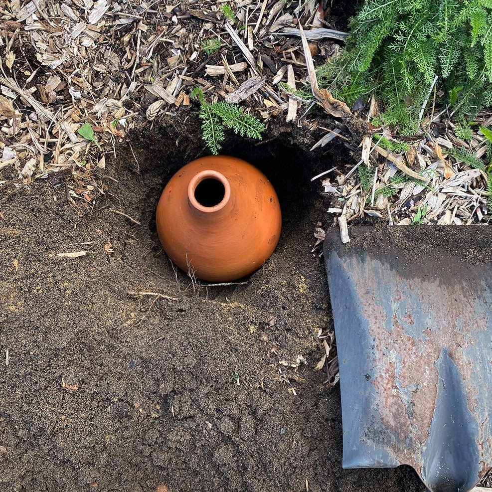 Burying Olla Pot in Ground near Plants to Water Root Zone. 