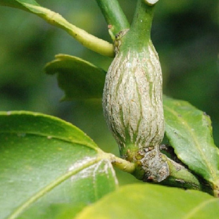 Image of Citrus Gall Wasp Gall on Tree.