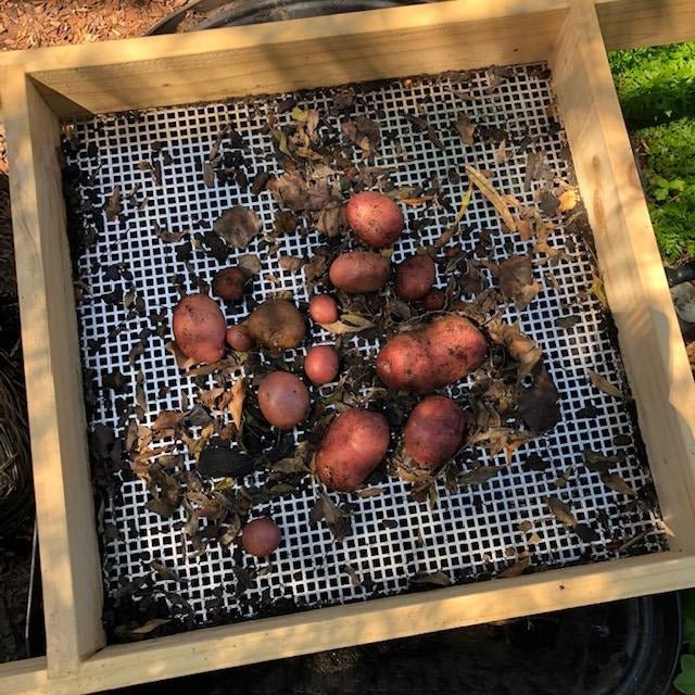 Using the Compost Sieve for Wheelbarrows to Harvest Potatoes