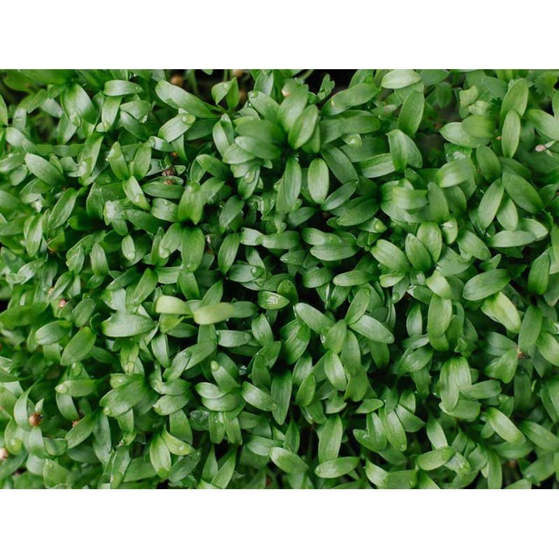Microgreen/Sprouting Seeds, 50g - Coriander - Urban Revolution
