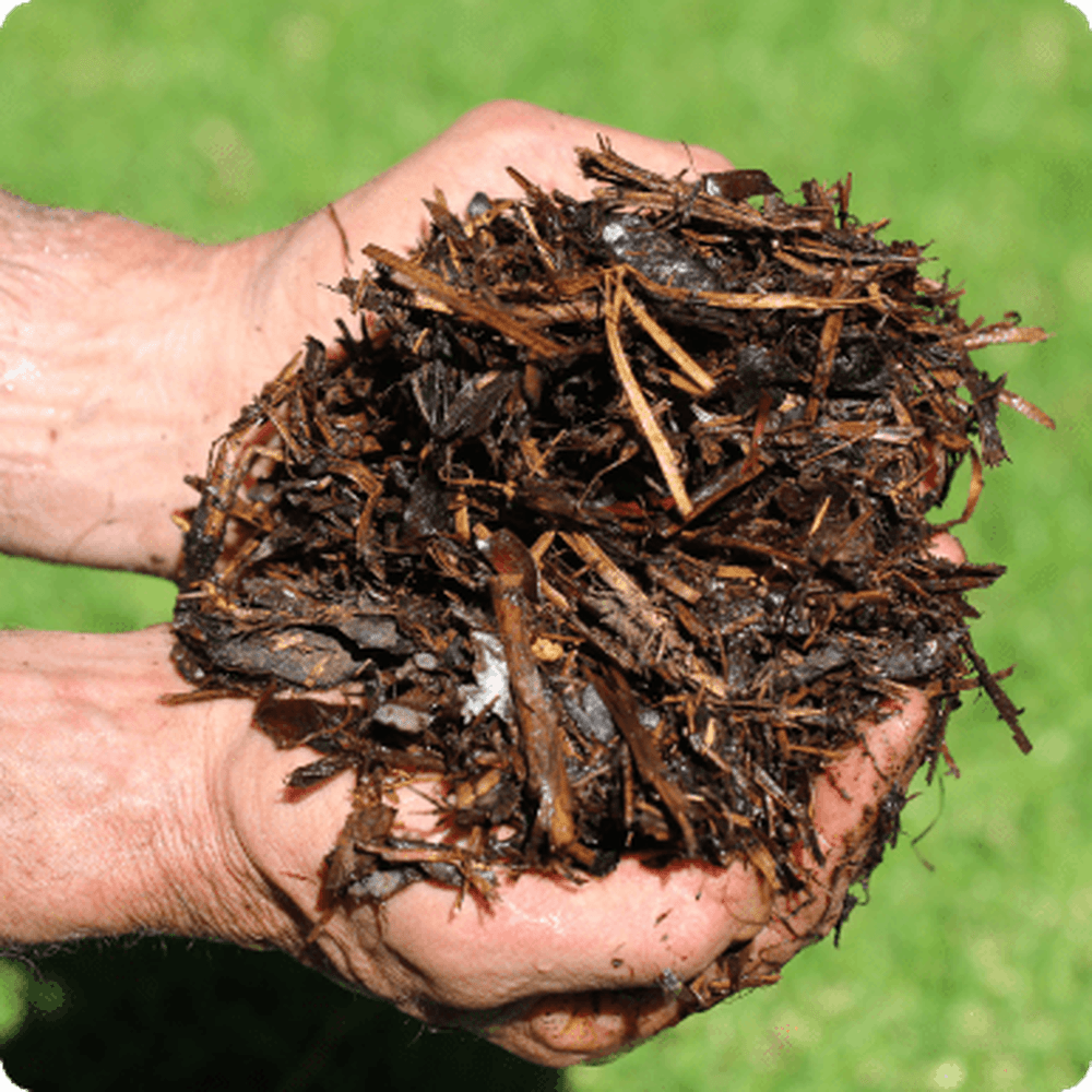 DSATCO Lupin Mulch held in Hands, Urban Revolution.