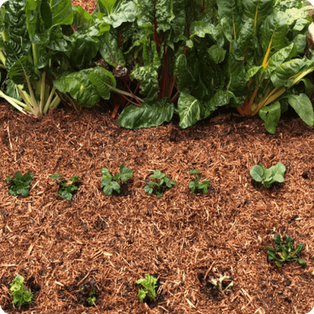 DSATCO Triple C. Mulch Spread Out over Veggie Bed, Urban Revolution.