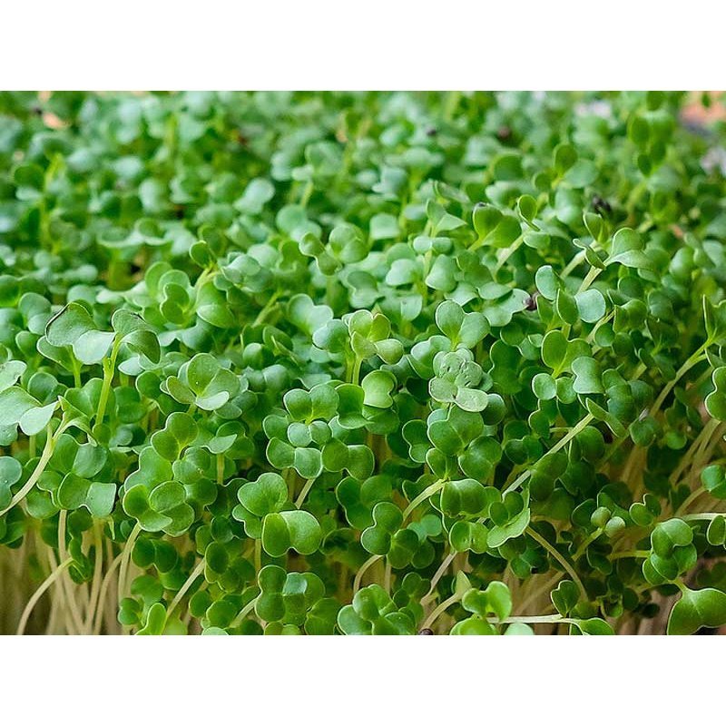 Microgreen/Sprouting Seeds, 100g - Green Cabbage - Urban Revolution