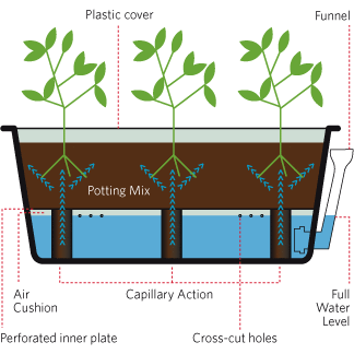 Visual Illustration of how a self watering pot works. Using Capillary action to draw water up to the roots via the Potting mix. 