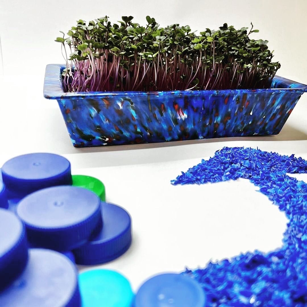 microgreens growing in a blue recycled plastic tray