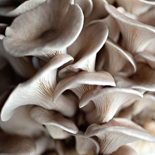Tan Oyster Mushrooms