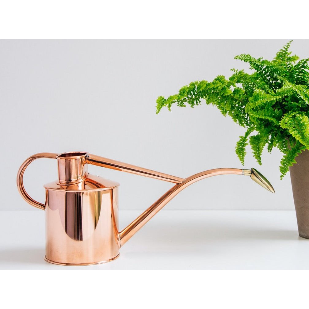 The Rowley Ripple 1 Litre Copper Watering Can from Haws, with a Potted Fern