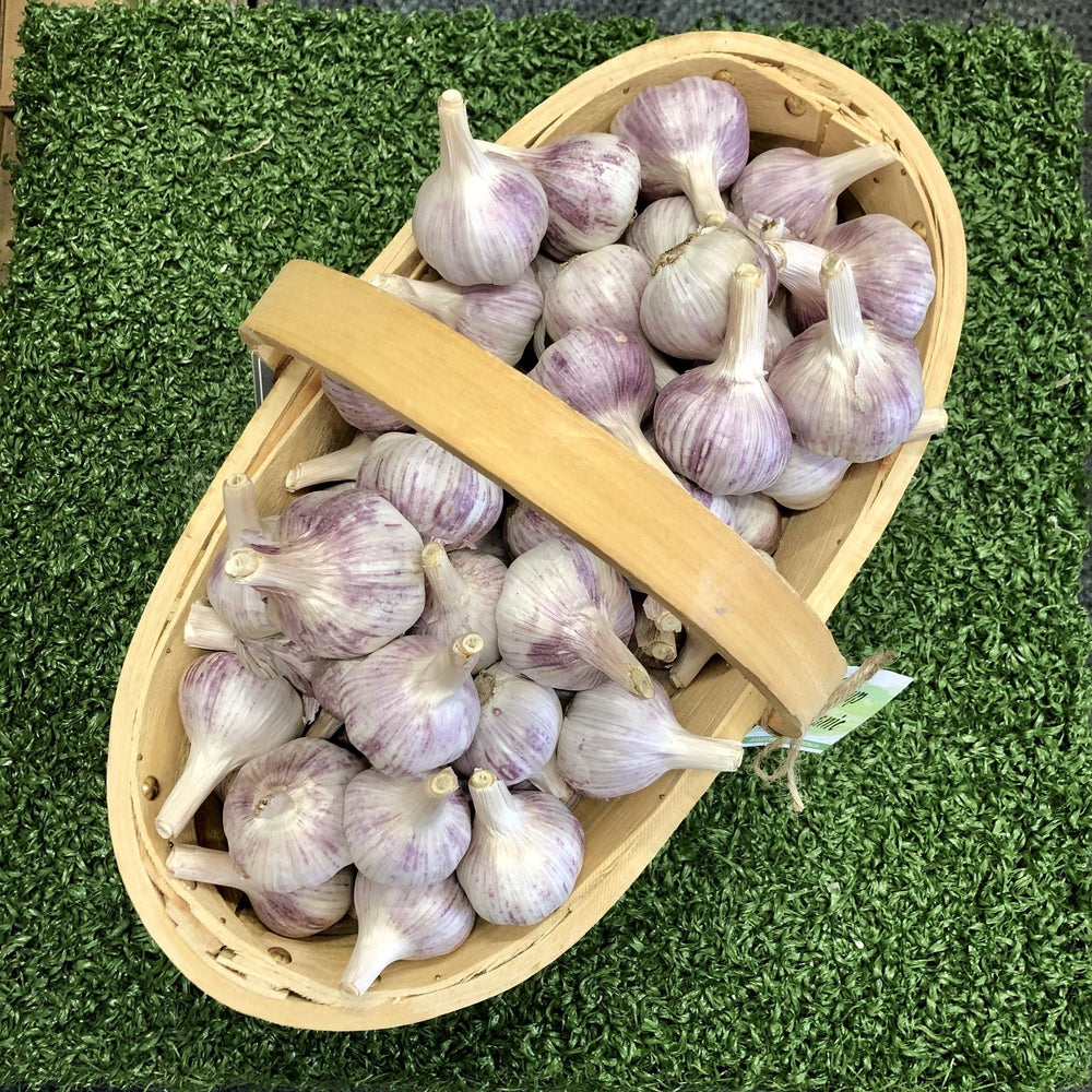 Garlic Bulb - Certified Organic - Purple Stripe - South West Grown - Urban Revolution