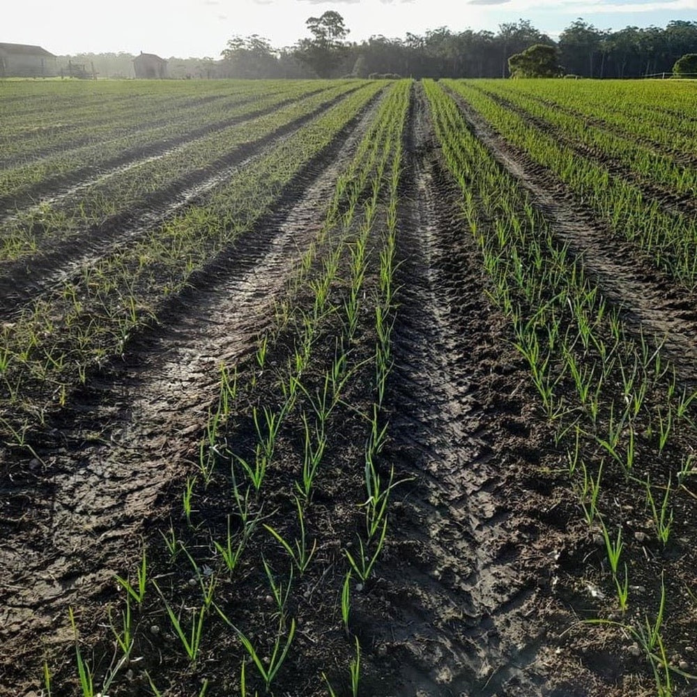 Rows of Garlic Growing at Boorara Organic Farm in SW Western Australia