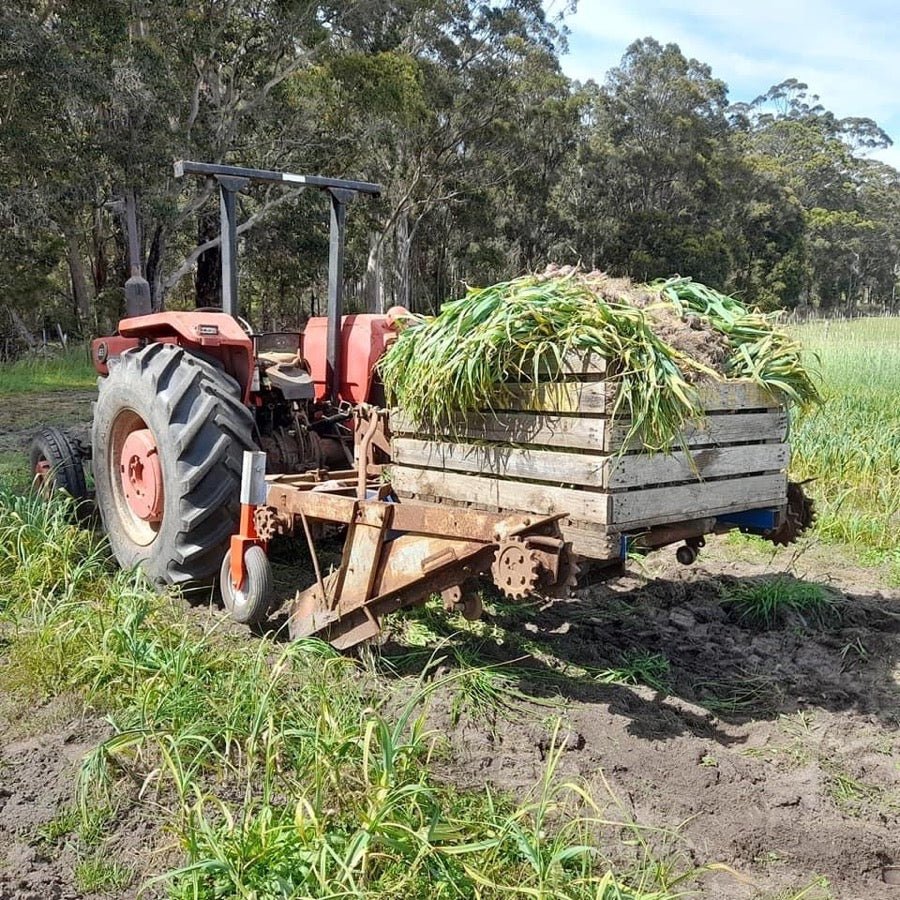 Garlic Harvesting at Boorara Organics in SW Western Australia