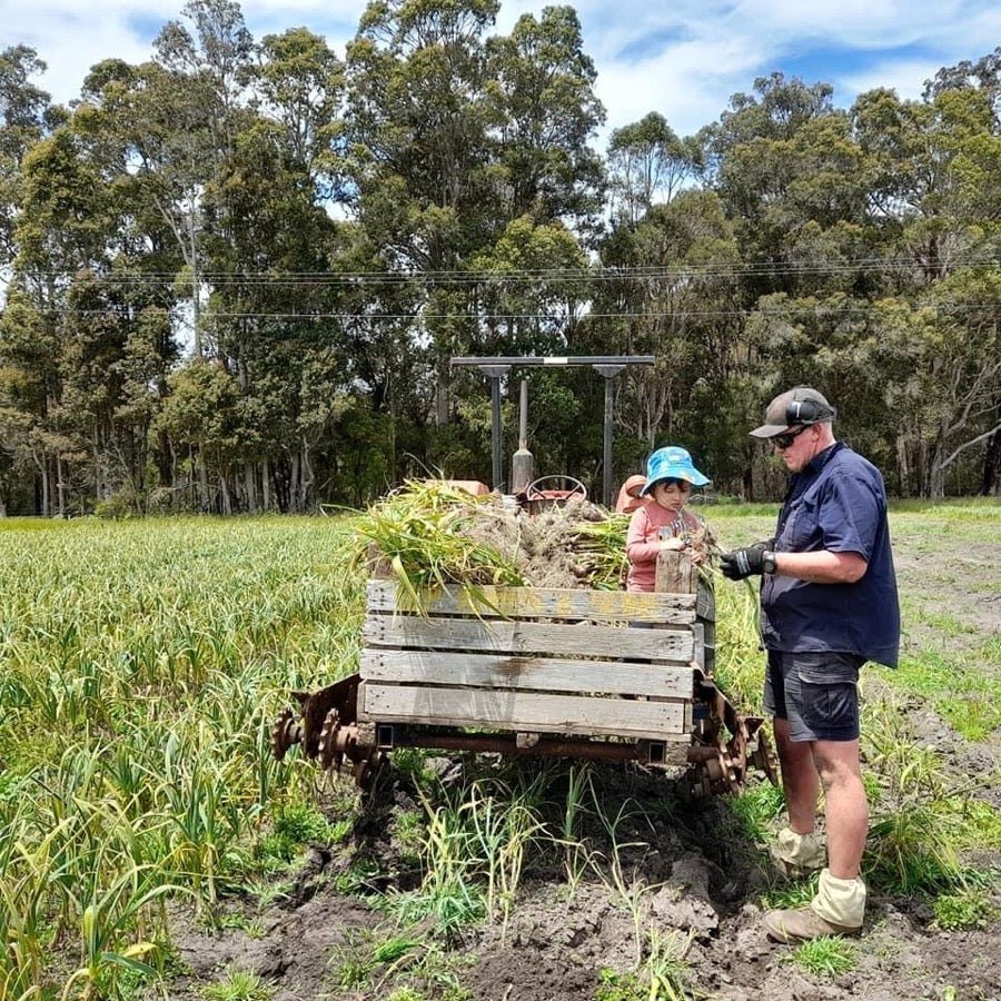 Garlic Harvesting at Boorara Organics in SW Western Australia