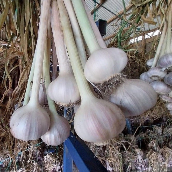 Freshly Harvested Garlic Hanging To Cure - Boorara Organics