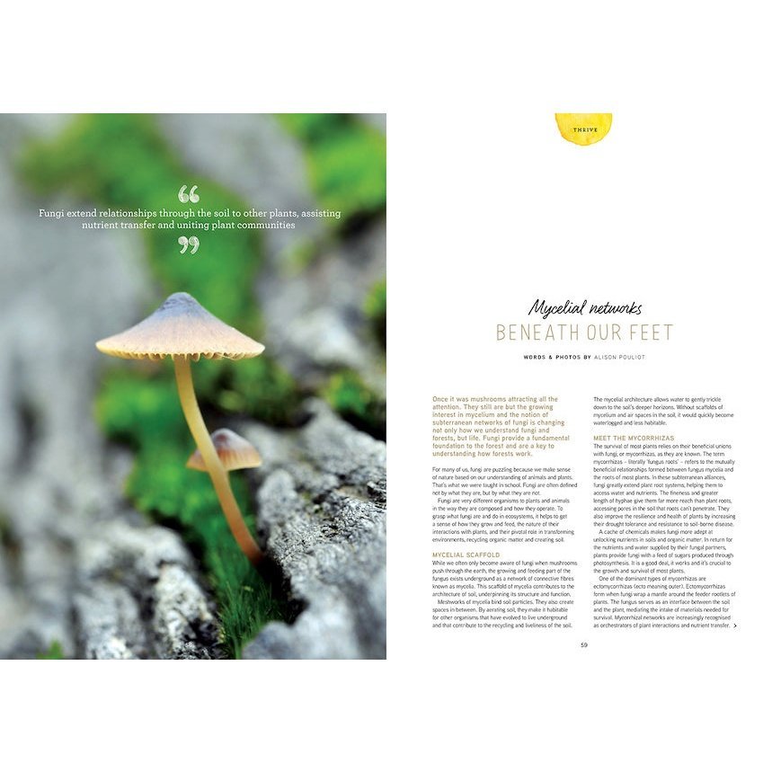 Pip Magazine Feature Article - Mycelial Networks Beneath our Feet.