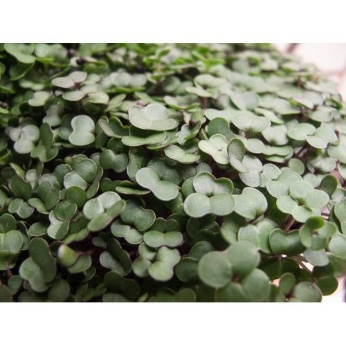 Microgreen/Sprouting Seeds, 100g - Kale Red Russian - Urban Revolution