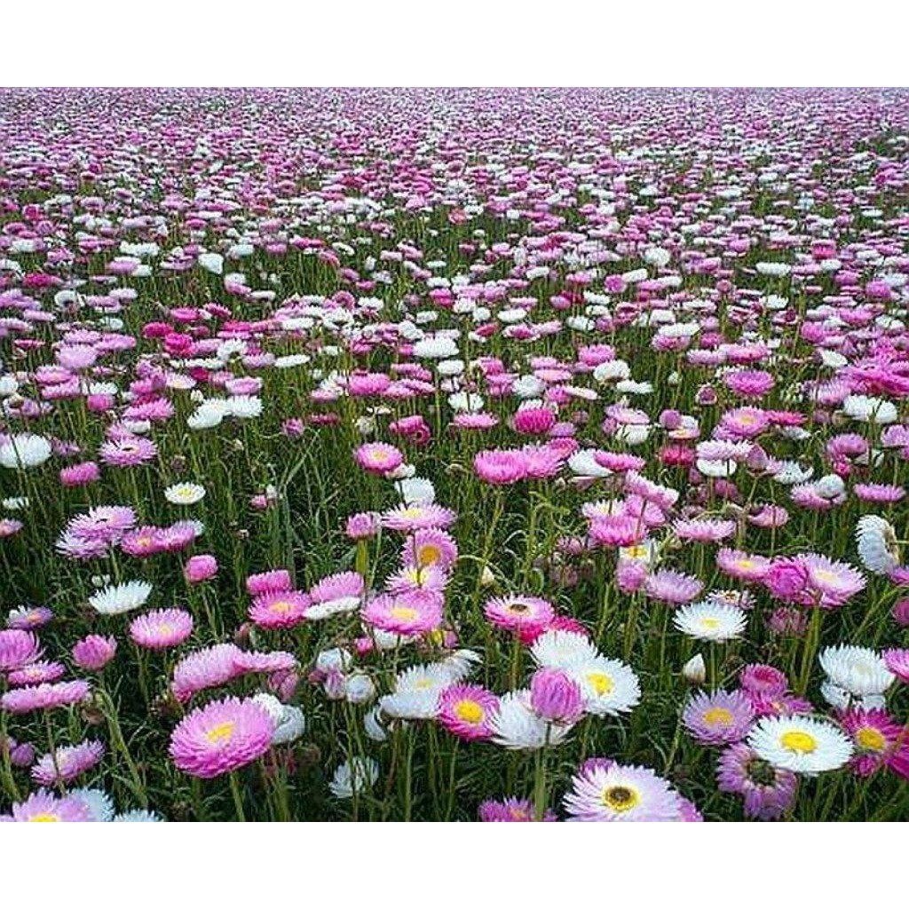 A Field of Flowering Everlastings Wildflowers