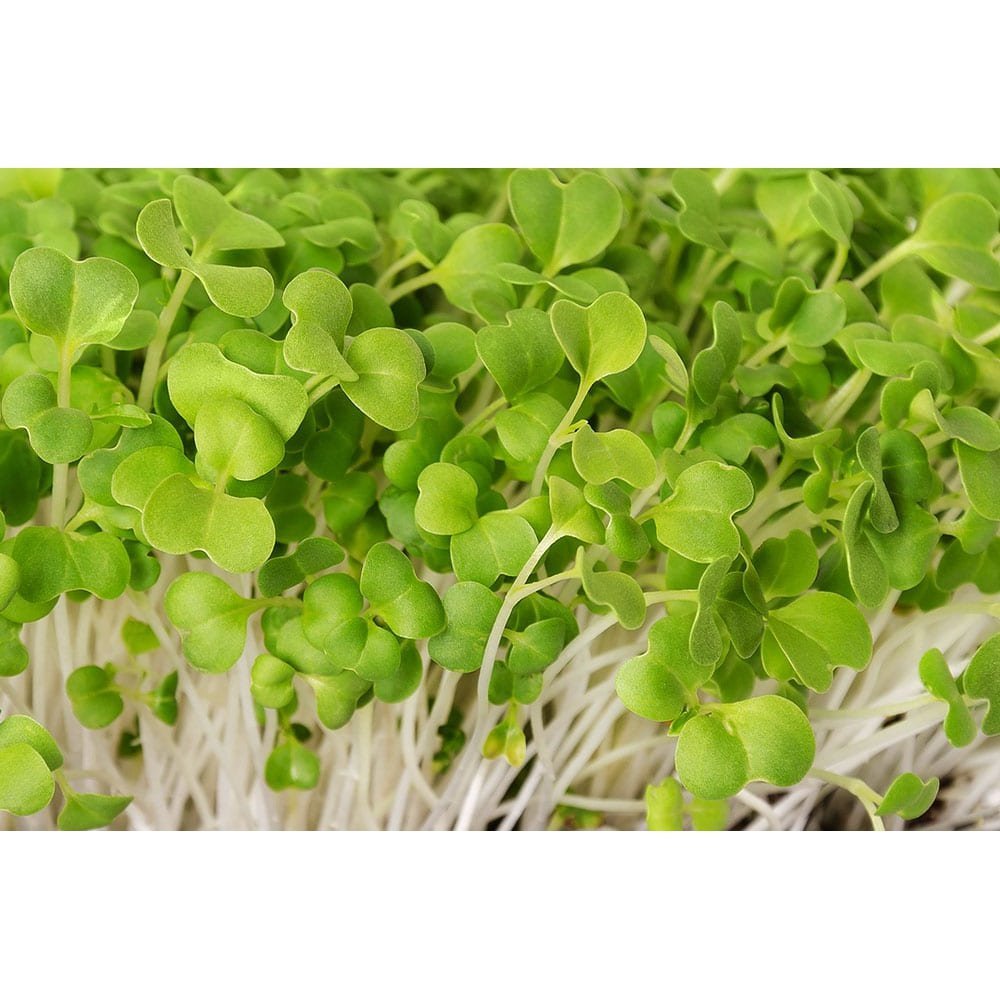 Microgreen/Sprouting Seeds, 100g - Mizuna Mustard - Urban Revolution
