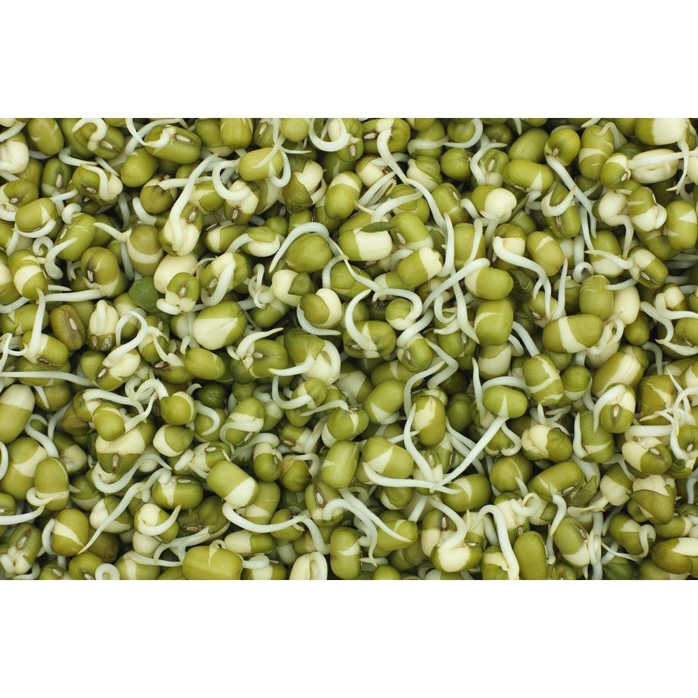 Microgreen/Sprouting Seeds, 100g - Mung Bean - Urban Revolution